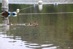 ducks-at-lake